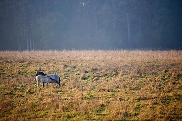 Konikpferd mit Fohlen in der Davert, einem Naturschutzgebiet zwischen Münster und Senden
