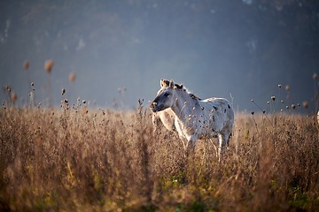 Fohlen eines Konikpferdes in der Davert, einem Naturschutzgebiet zwischen Münster und Senden