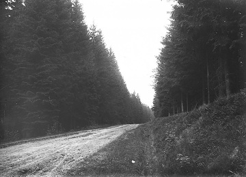 Straße durch den Ringelsteiner Wald