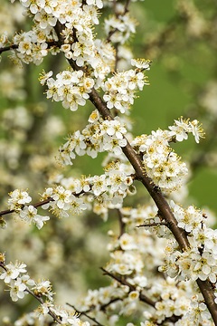 Ladbergen: Wallhecken, Schwarzdorn (Prunus spinosa), gemeinhin als Schlehe bekannt, in einer Flurhecke im Naturschutzgebiet „In den Hiärken“.