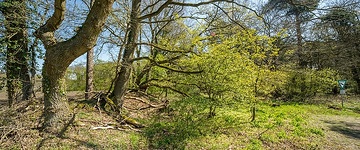 Ladbergen: Wallhecken, Historische Wallhecke als Abgrenzung zum heutigen Naturschutzgebiet „Im Tannenkamp“. 