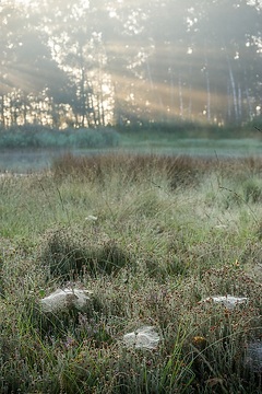 Wettringen, Naturschutzgebiet-Schnippenpohl: Im Spätsommer stellt sich mit dem ersten frühmorgendlichen Nebel über dem Heideweiher eine ganz besondere Stimmung im Naturschutzgebiet ein.