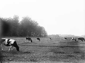 Weidende Kühe auf einer Wiese zwischen Wiedenbrück und Gütersloh