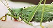 Heuschrecke