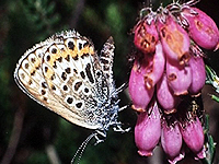 Schmetterling (Heidebl�uling) auf einer Glockenheide