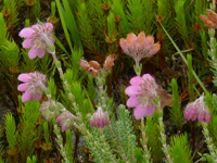 Bl�hende Glockenheide