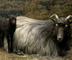 Zwei heidschnucken, Copyright Oblonczyk, LWL