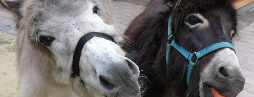 Das Bild zeigt zwei Eselköpfe Das Bild zeigt zwei Eselköpfe