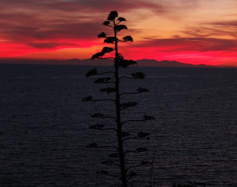 Die schwarze Silhouette eines Baumes ragt in einen farbenprächtigen Sonnenaufgang, unter dem das dunkle Meer liegt. Foto: Robert Laube (vergrößerte Bildansicht wird geöffnet)