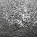 Ein Schwarm Fische schlägt in Aufregung das dunkle Wasser schaumig. (vergrößerte Bildansicht wird geöffnet)