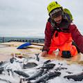 Ein Mann kniet vor einem Behälter mit Eis und sortiert gefangene Fische. (vergrößerte Bildansicht wird geöffnet)