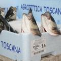 Fischköpfe gucken aus einer Kühlbox aus Styropor. (vergrößerte Bildansicht wird geöffnet)