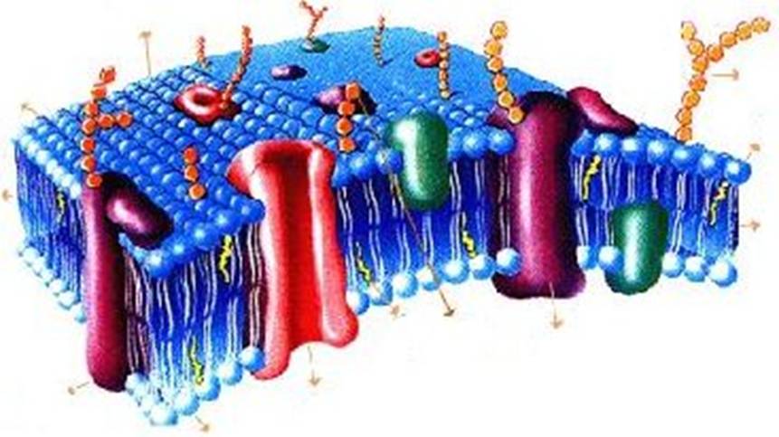 http://proteineeiweiss.de/img-proteineeiweiss.de/proteine-membranlipide.jpg