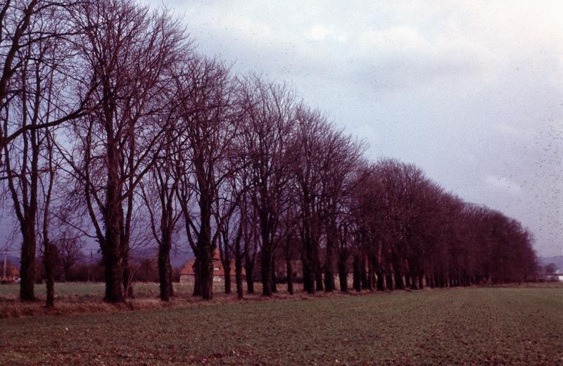 Eine Kastanienallee führt vom Erbbegräbnis zur Gutsanlage (im Hintergrund sichtbar).