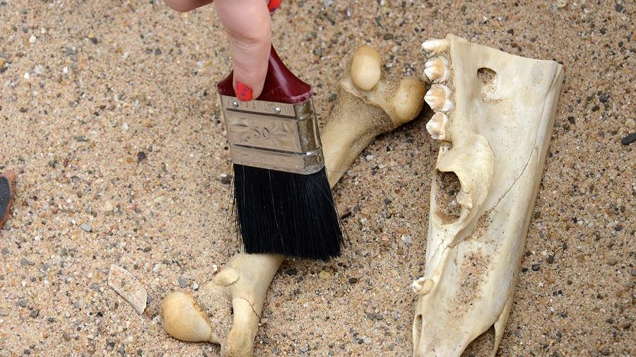 Knochen werden im Sand ausegraben