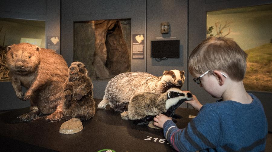 Kind streichelt Dachs und daneben steht ein Biber.