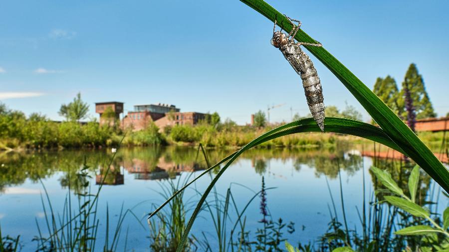 Larvenhaut Blaugr¿ne Mosaikjungfer_Textilwerk Bocholt_Klaus Rieboldt_klein 16x9.jpg