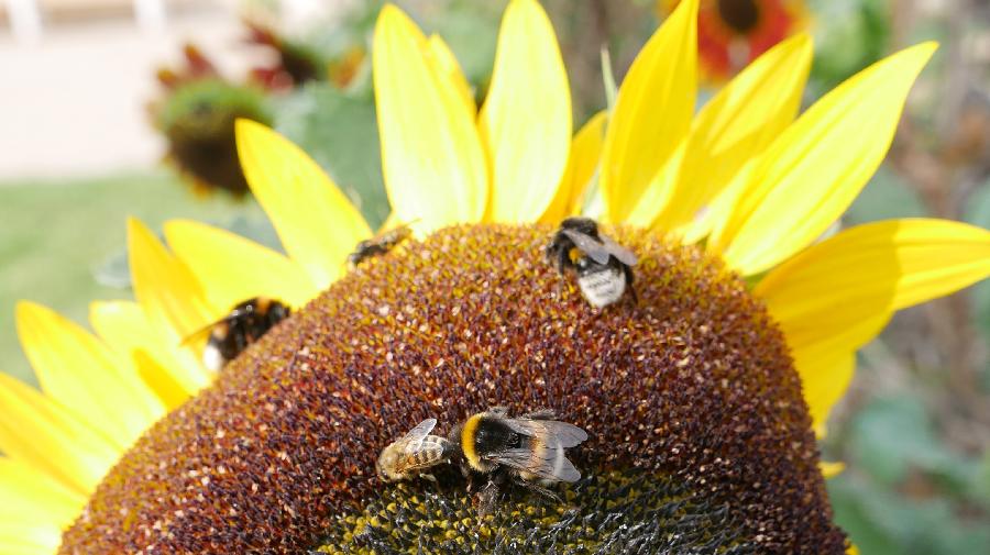 Bienen und Hummeln bewegen sich auf der Blüte einer Sonnenblume