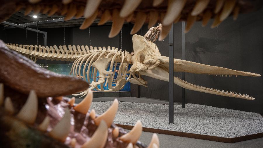 Im Bildvordergrund Zähne in einem aufgerissenen Maul zu sehen, im Hintergrund ein Pottwalskelett