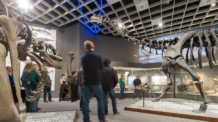 Menschen schauen sich ein Dinosaurierskelett an.