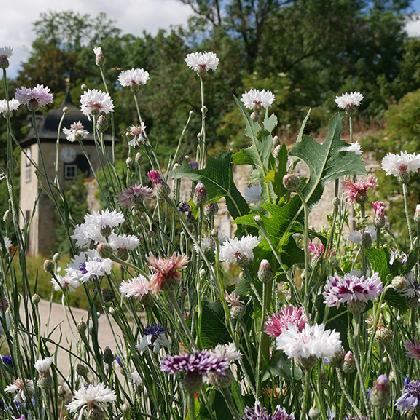 Bitte Wurzeln schlagen! Nachhaltig gärtnern
