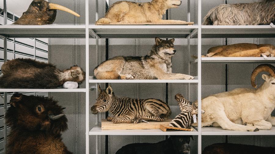 Ein Regal mit verschiedenen großen Tieren darin, wie Wölfe, Zebra, Bison...