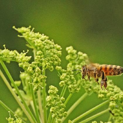 Deutscher Weltbienentag: Was summt denn da?