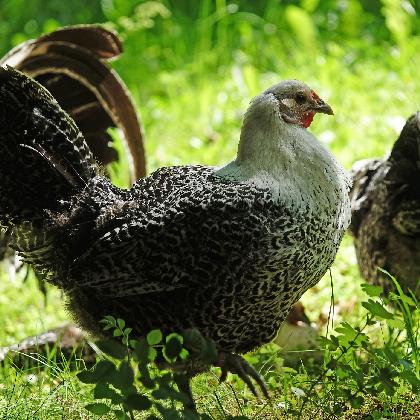 Hähnewettkrähen & Informationen rund ums Huhn