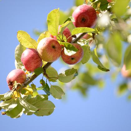 Obstbaumversteigerung