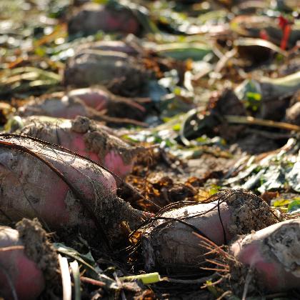 Naturbegegnungen: Kinder ernten Rüben