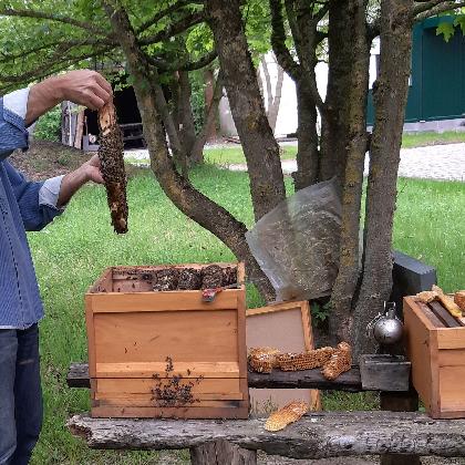 Wildbienen und Honigbienen - Konkurrenz oder Miteinander?