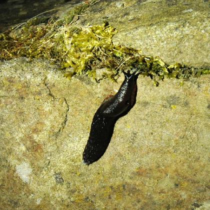 Nachtigall und Fledermaus