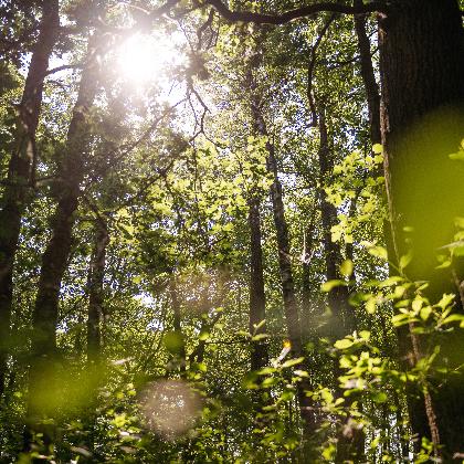 Lebendige Kleingewässer in NRW - Bibergewässer