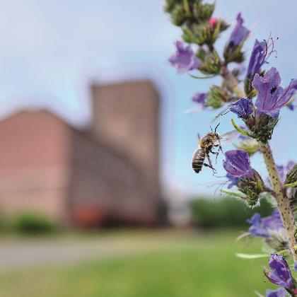 Insekten im Fokus