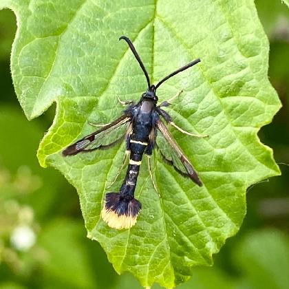 Artenakademie - Die nachtaktiven Insekten am Heiligen Meer erkunden