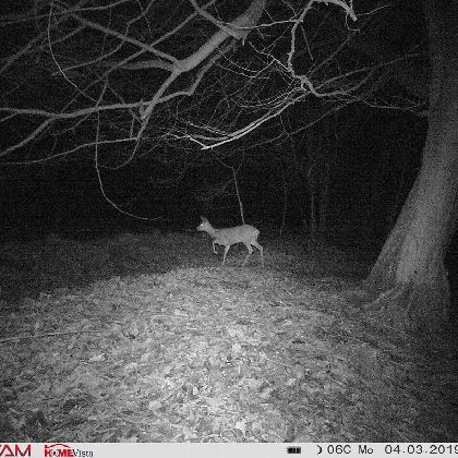 Artenakademie - Die Tiere der Nacht erforschen