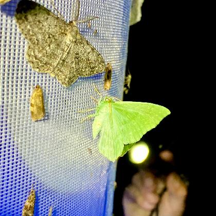 Lange Nacht der Insekten 2025