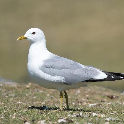 Vortrag zum Zugvogeltag