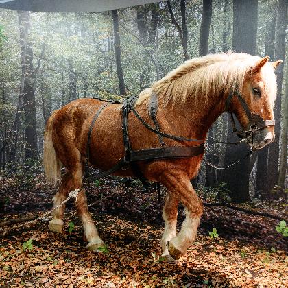 Waldfest im Dobergmuseum Bünde