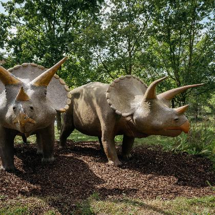 Heiligabend: Eintritt frei im LWL-Museum für Naturkunde