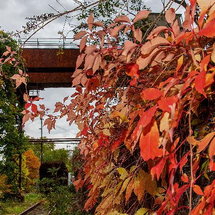 Der Grüne Weg der Industrienatur