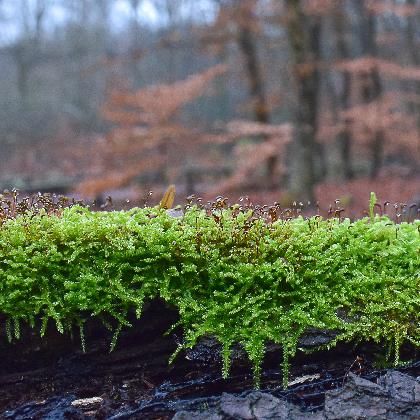 Mooskundliche Wanderung mit der Artenakademie