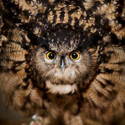 Westfalens Wald- und Wiesenmonster | ab 8 Jahre