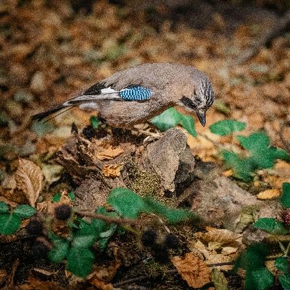 Waldpädagogischer Nachmittag - Bunt sind schon die Wälder