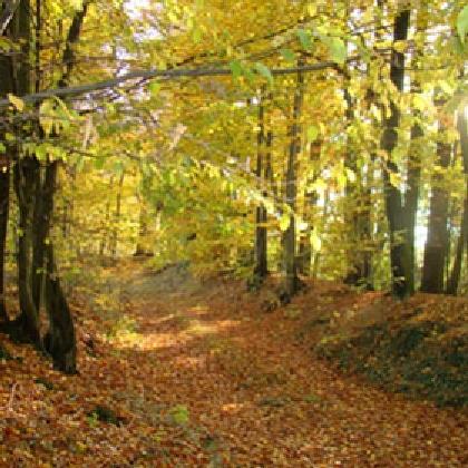 "Der Wald des kleinen Mannes" mit Botaniker Dr. Bernd Tenbergen