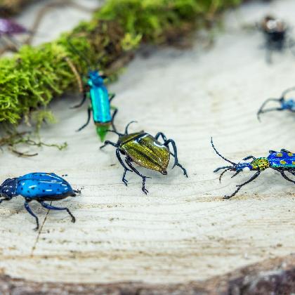 Glasinsekten und Knöpfe