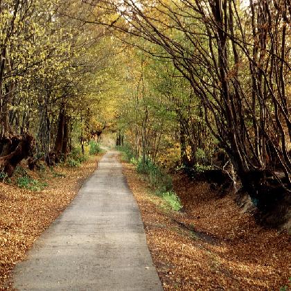 "Der Wald des kleinen Mannes" mit Botaniker Dr. Bernd Tenbergen