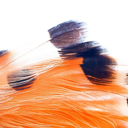 Reise durch unsere heimische Vogelwelt