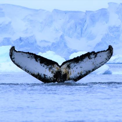 Lebenswelt Antarktis