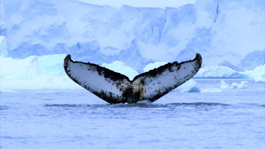 Einw Walfluke die sich aus dem arktischen Wasser erhebt.